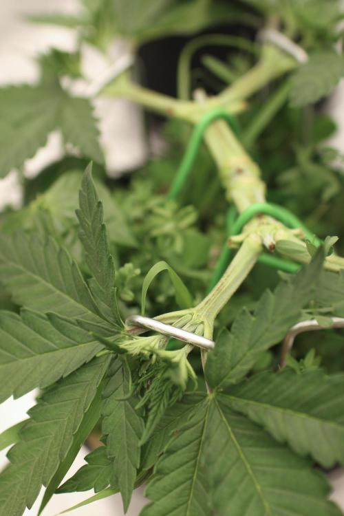 16 Cola Mainline Try | Hawaiian Genetics. Week 4