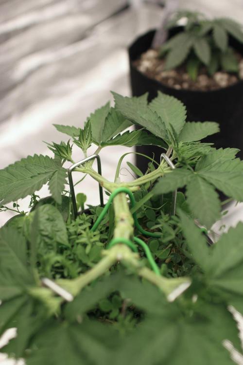 16 Cola Mainline Try | Hawaiian Genetics. Week 4