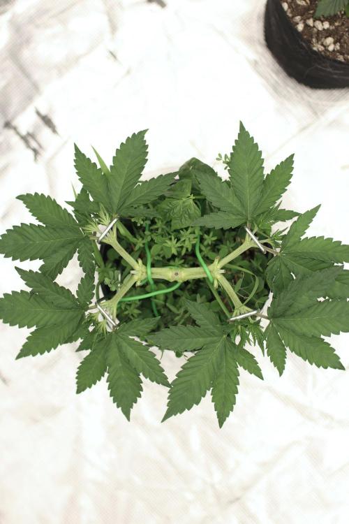 16 Cola Mainline Try | Hawaiian Genetics. Week 4