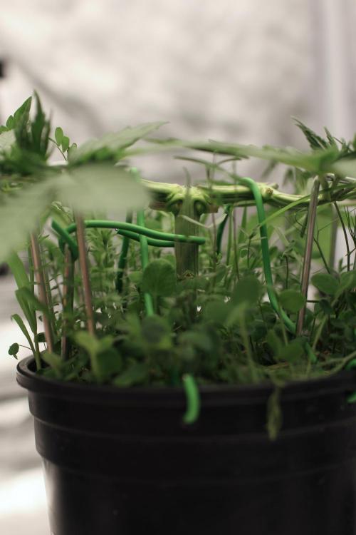 16 Cola Mainline Try | Hawaiian Genetics. Week 4