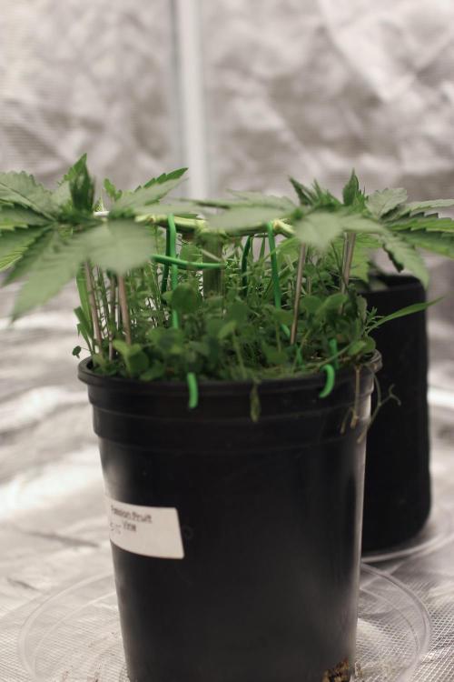 16 Cola Mainline Try | Hawaiian Genetics. Week 4