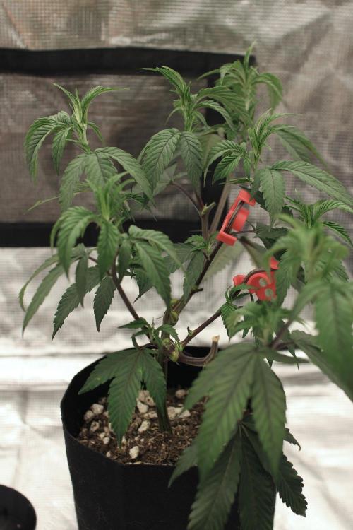 Impulse Purchase (clone). Week 4
