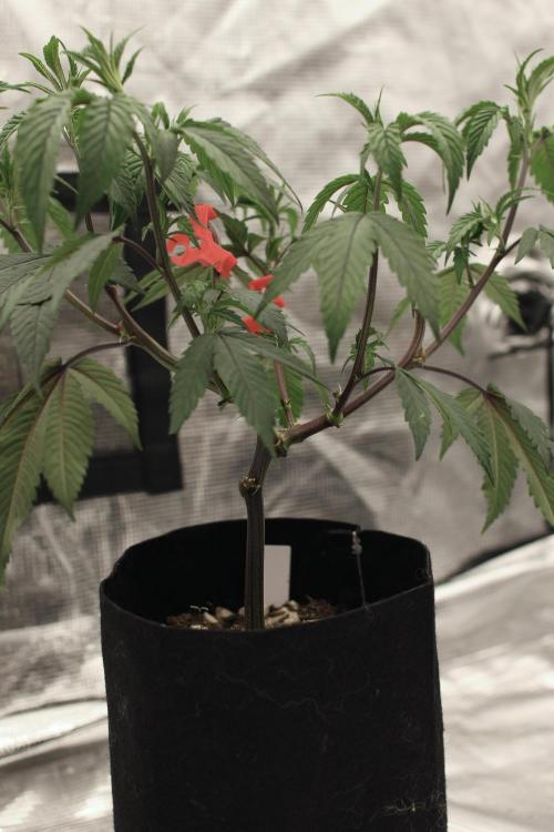Impulse Purchase (clone). Week 4