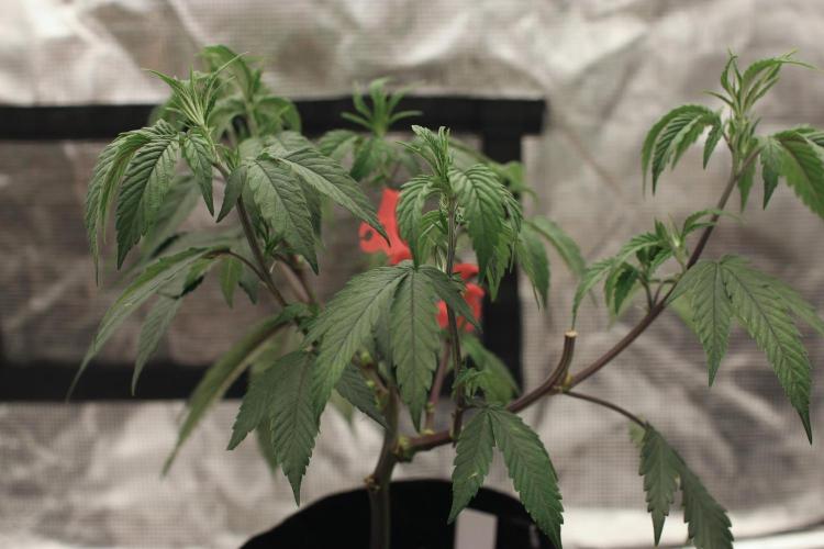 Impulse Purchase (clone). Week 4