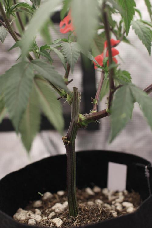 Impulse Purchase (clone). Week 4