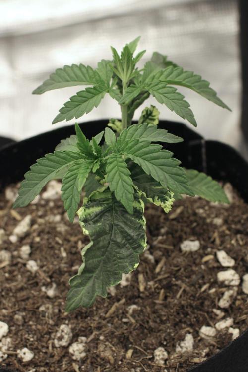 Hawaiian Bred Fire!!!. Week 3