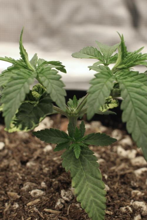 Hawaiian Bred Fire!!!. Week 3