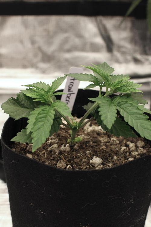Hawaiian Bred Fire!!!. Week 3