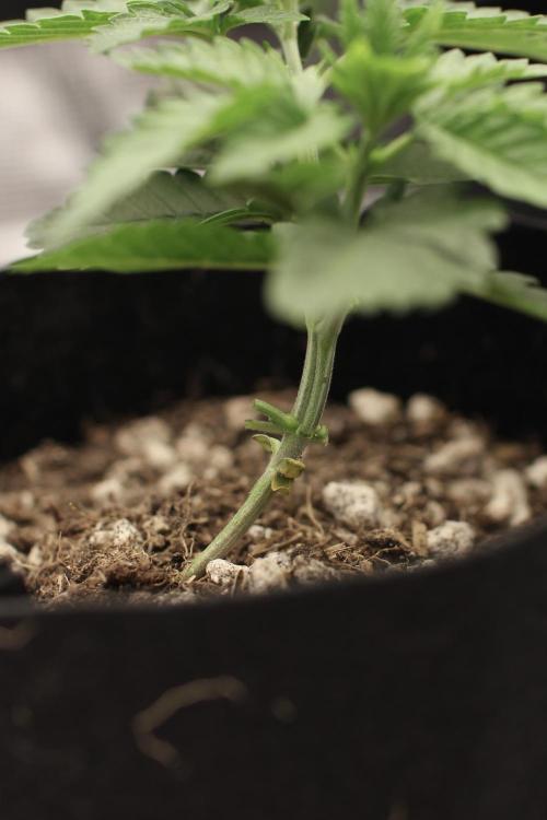 Hawaiian Bred Fire!!!. Week 3