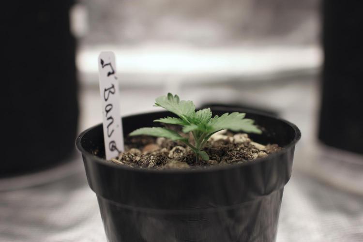 Dad’s Grow (“grow this for me son” LOL). Week 2