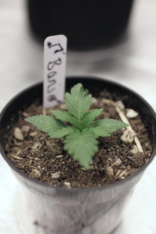 Dad’s Grow (“grow this for me son” LOL). Week 2