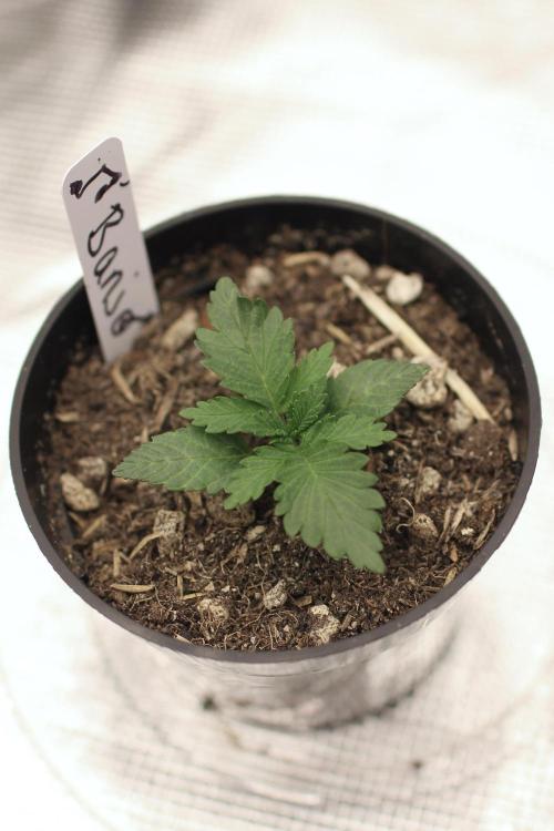 Dad’s Grow (“grow this for me son” LOL). Week 2