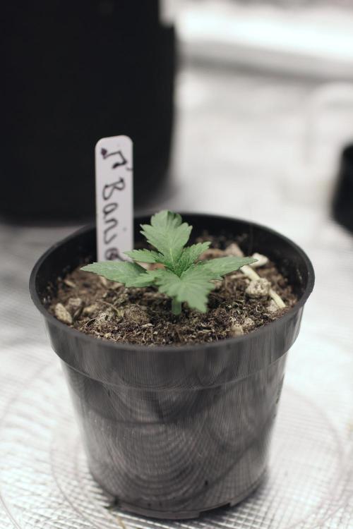 Dad’s Grow (“grow this for me son” LOL). Week 2