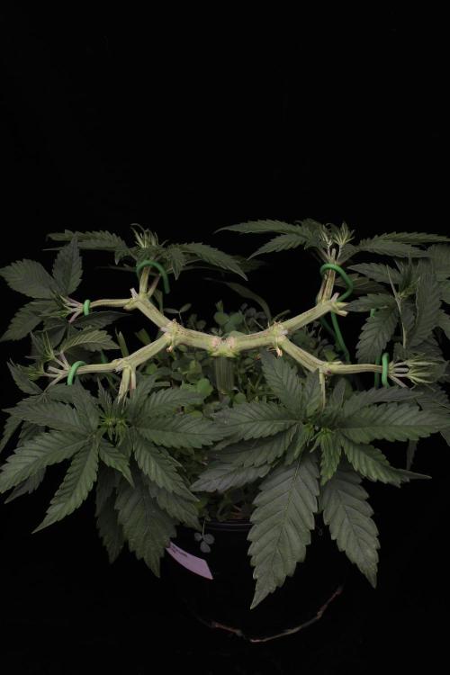 64 Cola Mainline Try | Hawaiian Genetics. Week 5