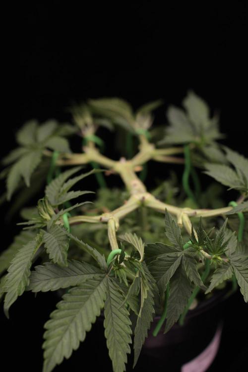 64 Cola Mainline Try | Hawaiian Genetics. Week 5