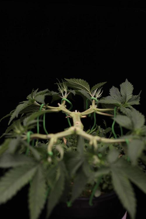 64 Cola Mainline Try | Hawaiian Genetics. Week 5