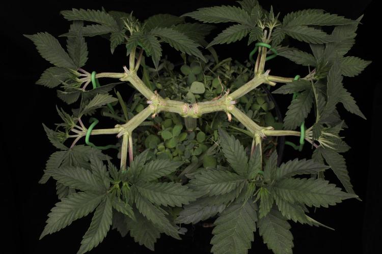 64 Cola Mainline Try | Hawaiian Genetics. Week 5