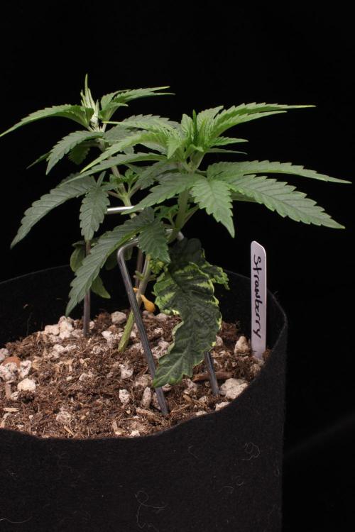 Hawaiian Bred Fire!!!. Week 4
