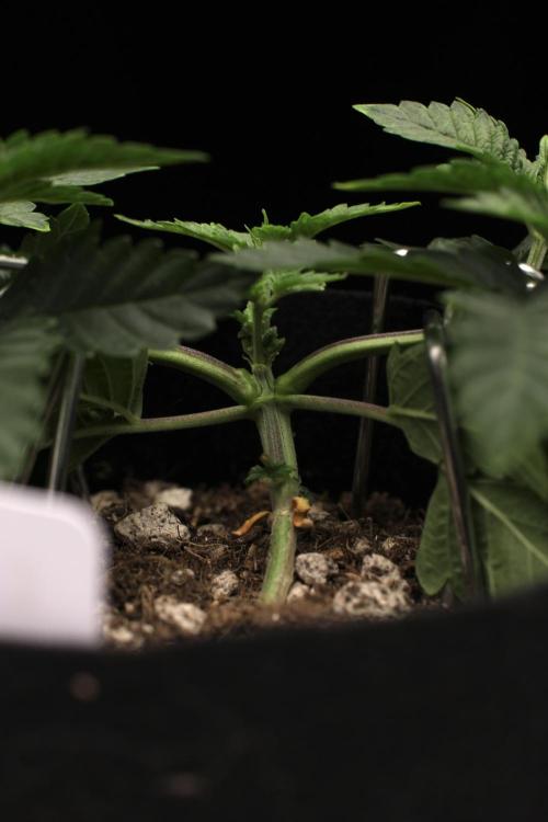 Hawaiian Bred Fire!!!. Week 4