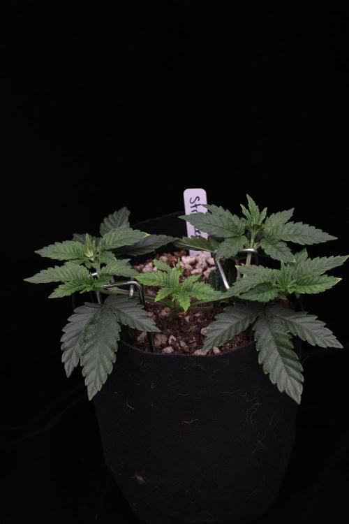 Hawaiian Bred Fire!!!. Week 4