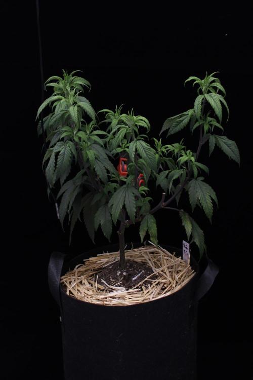 Impulse Purchase (clone). Week 5