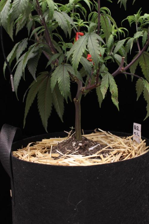 Impulse Purchase (clone). Week 5
