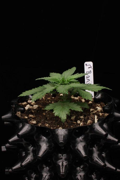 Dad’s Grow (“grow this for me son” LOL). Week 3