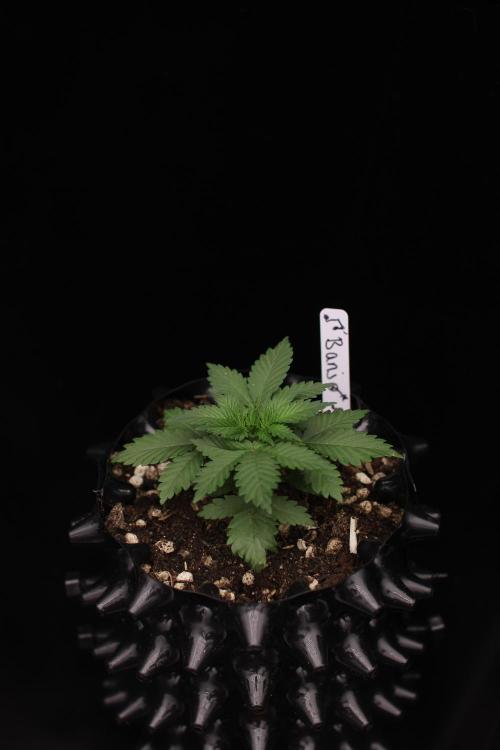 Dad’s Grow (“grow this for me son” LOL). Week 3