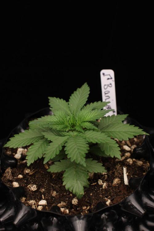 Dad’s Grow (“grow this for me son” LOL). Week 3