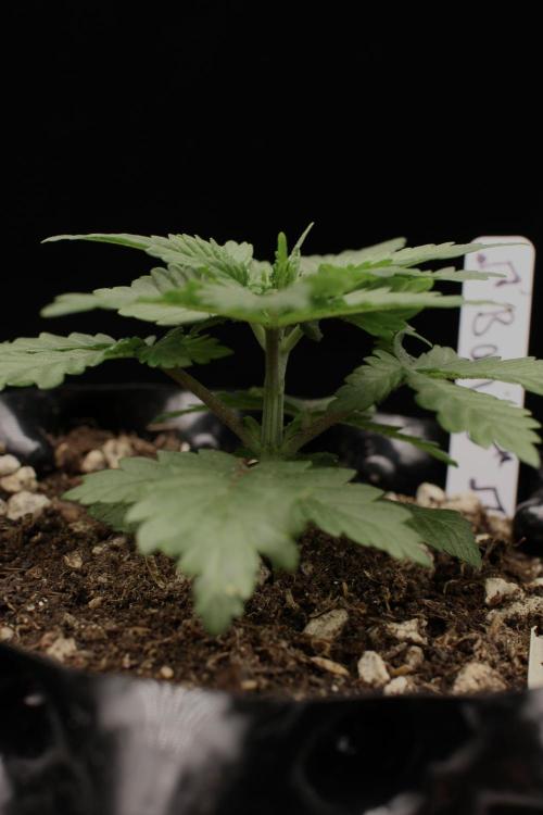 Dad’s Grow (“grow this for me son” LOL). Week 3