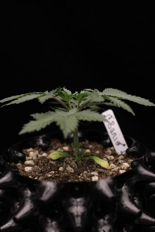 Dad’s Grow (“grow this for me son” LOL). Week 4