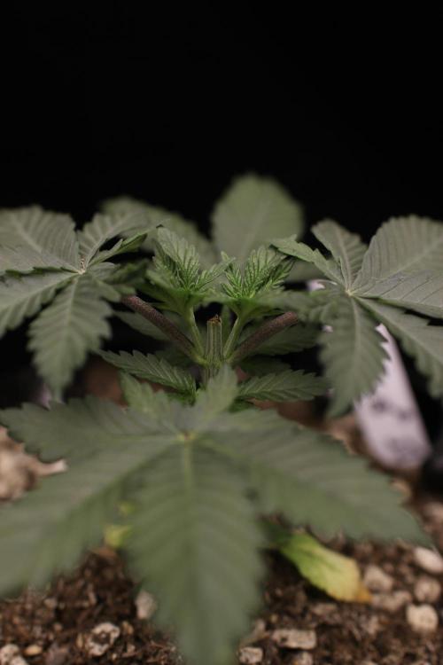 Dad’s Grow (“grow this for me son” LOL). Week 4