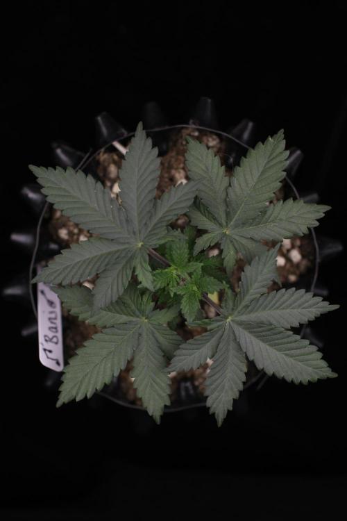 Dad’s Grow (“grow this for me son” LOL). Week 4