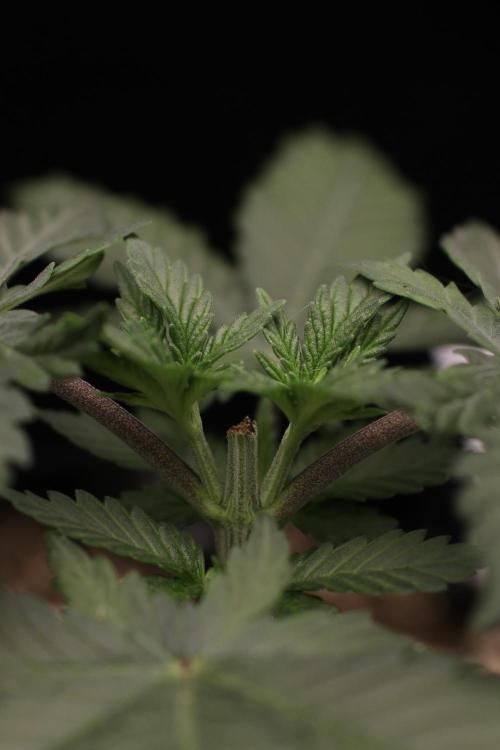 Dad’s Grow (“grow this for me son” LOL). Week 4