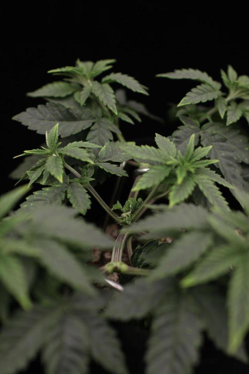 Hawaiian Bred Fire!!!. Week 5