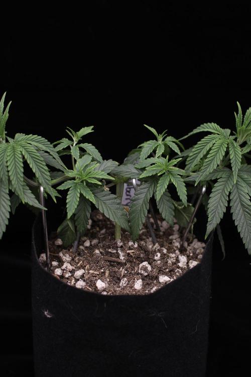 Hawaiian Bred Fire!!!. Week 5