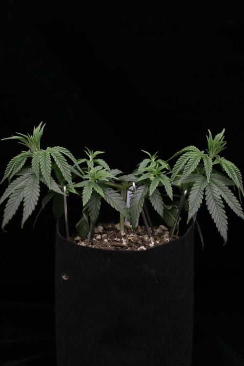 Hawaiian Bred Fire!!!. Week 5
