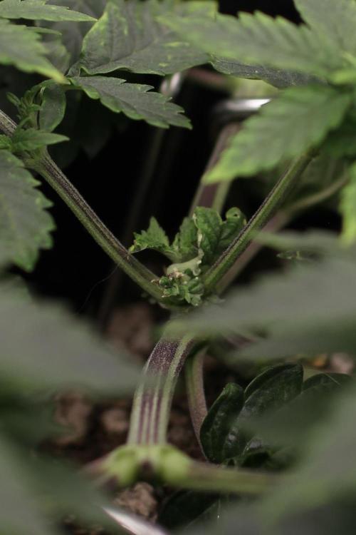 Hawaiian Bred Fire!!!. Week 5