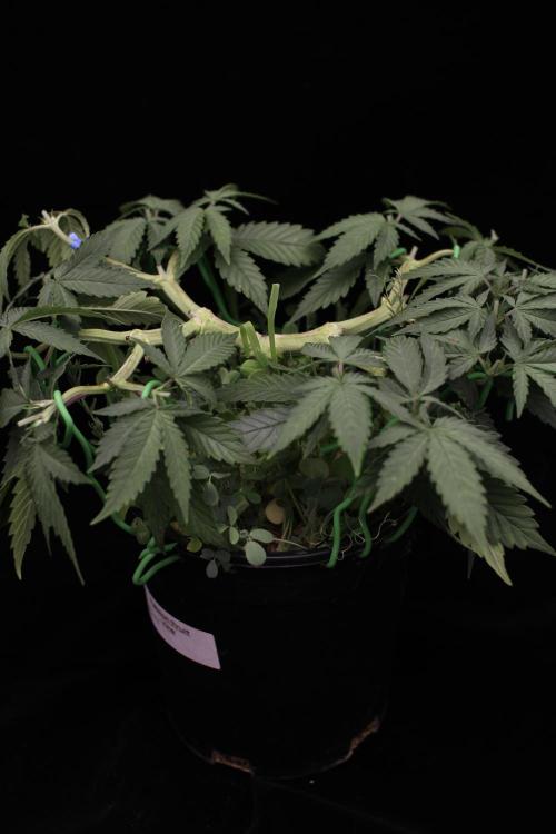 64 Cola Mainline Try | Hawaiian Genetics. Week 6