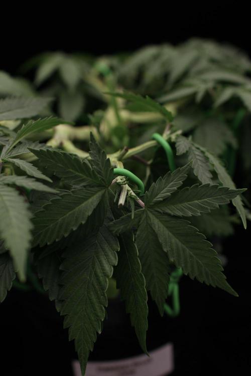 64 Cola Mainline Try | Hawaiian Genetics. Week 6
