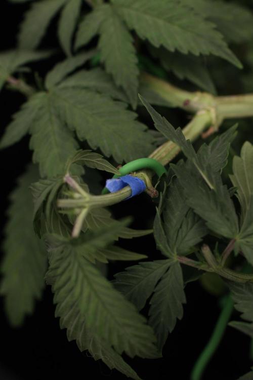 64 Cola Mainline Try | Hawaiian Genetics. Week 6