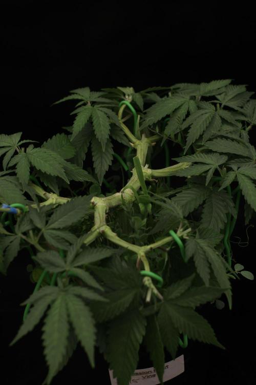 64 Cola Mainline Try | Hawaiian Genetics. Week 6
