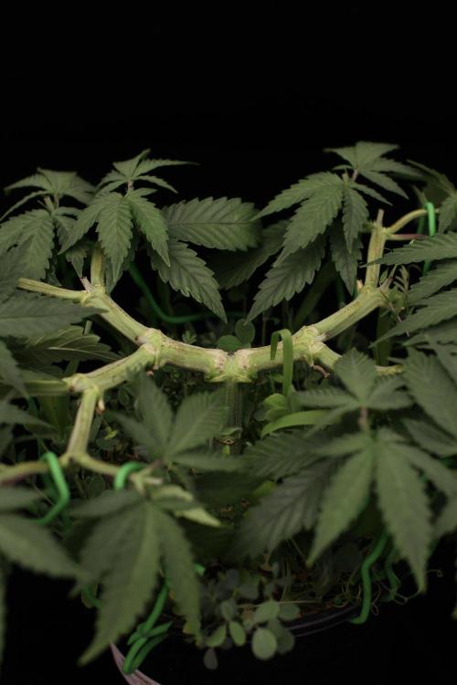 64 Cola Mainline Try | Hawaiian Genetics. Week 6