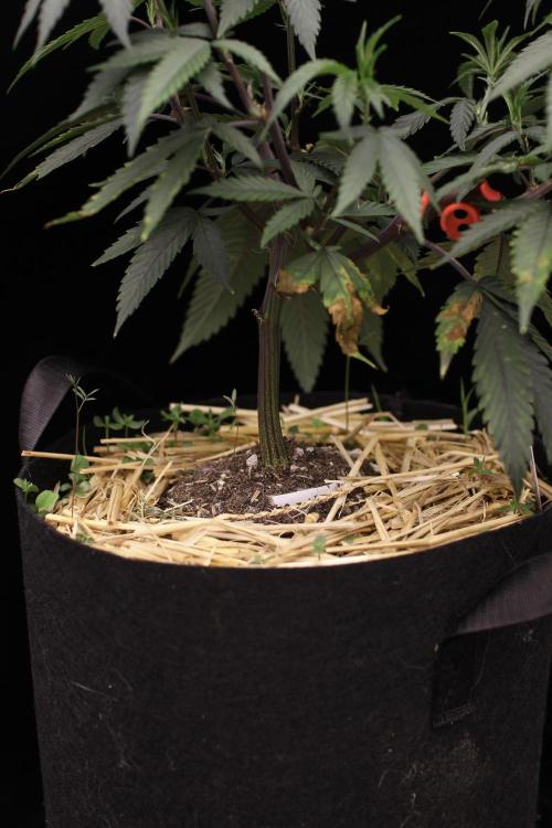 Impulse Purchase (clone). Week 6