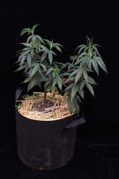 Impulse Purchase (clone). Week 6