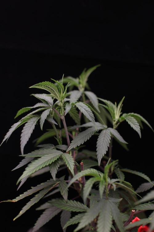 Impulse Purchase (clone). Week 6