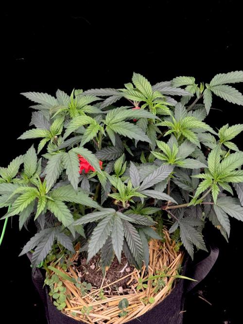 Impulse Purchase | Dispensary Clone. Week 8