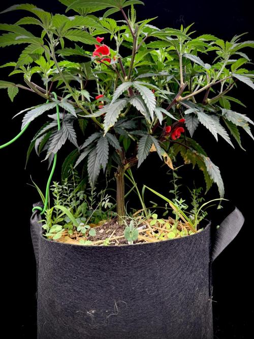 Impulse Purchase | Dispensary Clone. Week 8