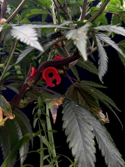 Impulse Purchase | Dispensary Clone. Week 8