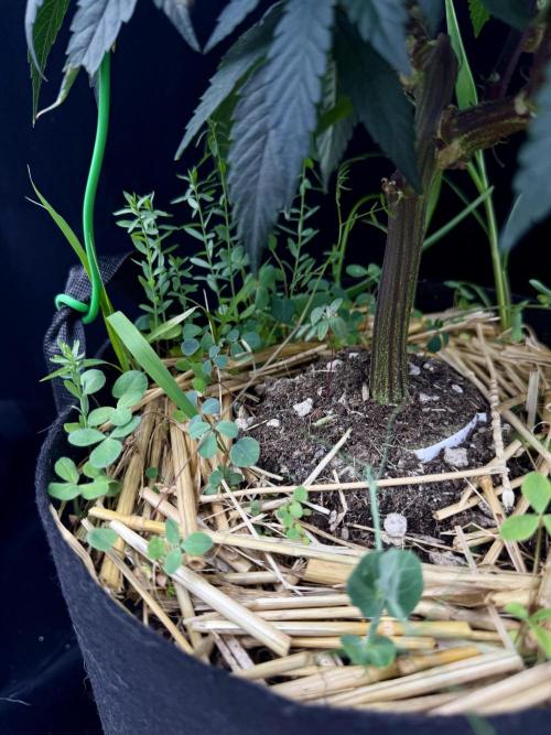 Impulse Purchase | Dispensary Clone. Week 8